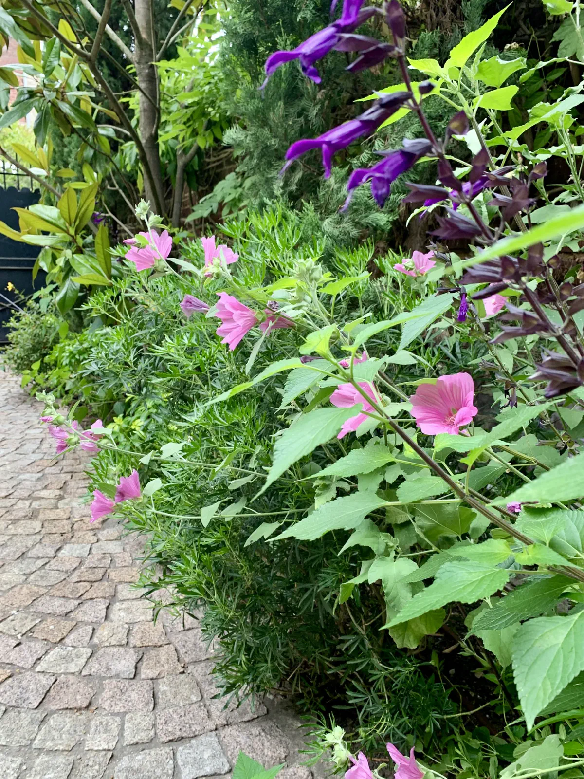 Bordure fleurie le long d’un chemin pavé, avec floraison estivale et feuillage dense illustrant la croissance naturelle d’un jardin bien entretenu.